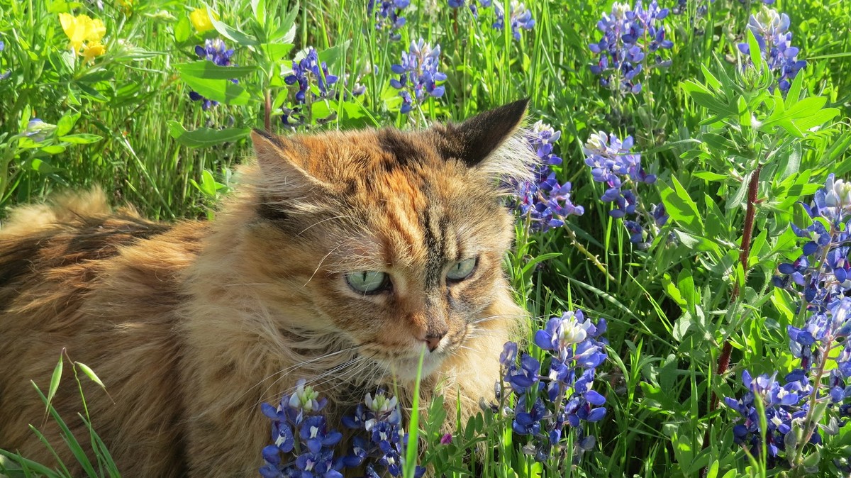 Tasha in Blue Bonnets