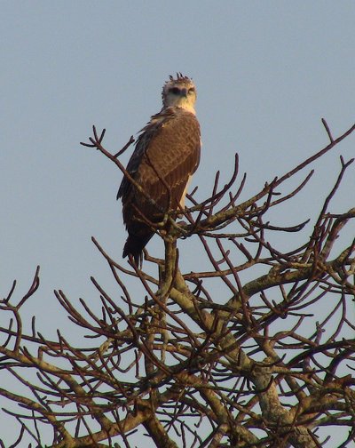 20090810000310 - Martial Eagle at Kruger National Park