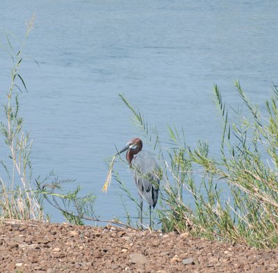 Heron on Sabie River