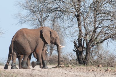20090811023433 - Elephant Herd Near Hide on Sabie River