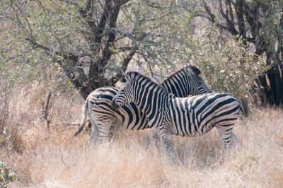 20090812034030 - Zebras, Kruger National Park