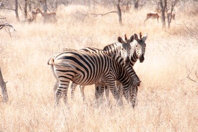 20090812040328 - Zebras, Kruger National Park