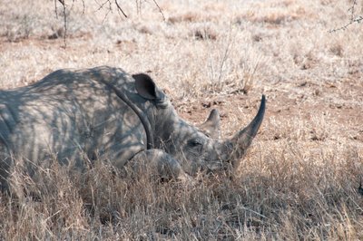 20090812044028 - Resting Rhino, Kruger National Park (dehazed)