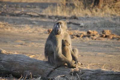 20090813000236 - Chacma Baboon on Fallen Log