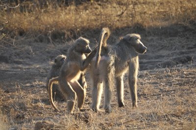 20090813001221 - Baboon Family Group Interaction