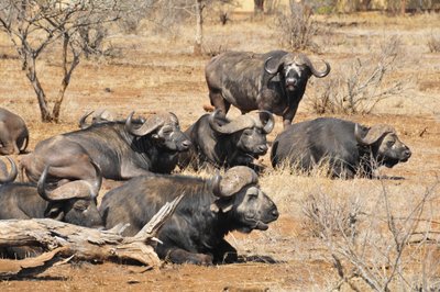 20090813040527 - Cape Buffalo Herd Resting in Bushveld