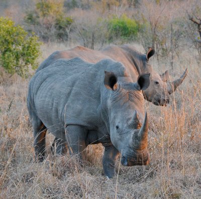 20090814102133 - White Rhinoceros Pair in Bushveld (crop)