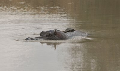 20090815030517 - Hippopotamus with Turtle Hitchhiker on Back (crop)