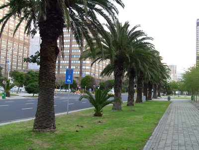 20090815111034 - Cape Town Palm-Lined Boulevard