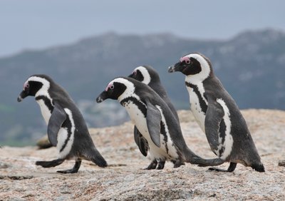 20090820061003 - African Penguin Colony on Granite Rocks (crop)