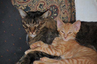 Tony and the Young Nipper