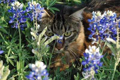 Tony In Bluebonnets