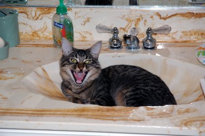 Tony In Sink Yowling