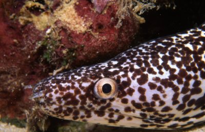 Bonaire 94   Spotted Eel