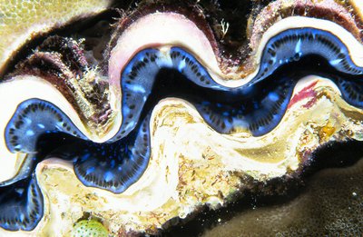 Palau   Giant Clam Lips