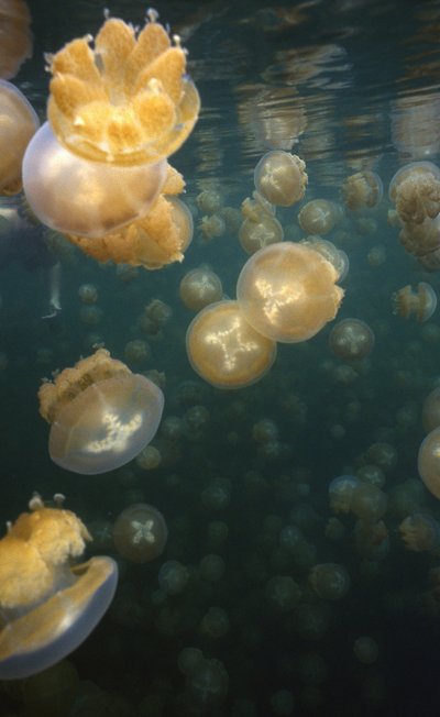 Palau   Jelly Fish Lake 1