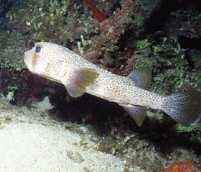 Palau   Puffer Swimming
