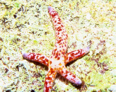 Palau   Starfish Zoom