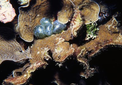 Roatan   Eggs In Staghorn