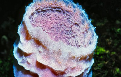 Roatan   Pink Purple Tube