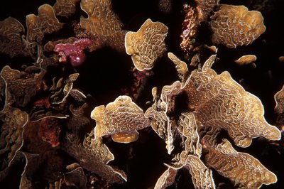 Roatan   Staghorn Coral