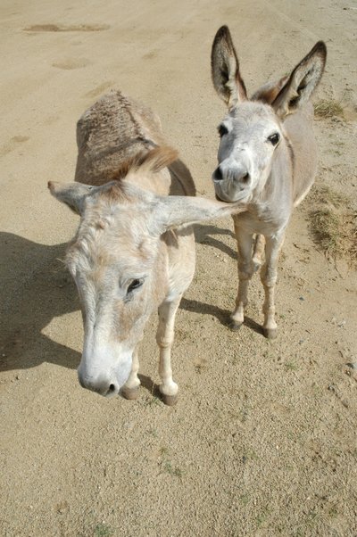 Donkeys Follow Us