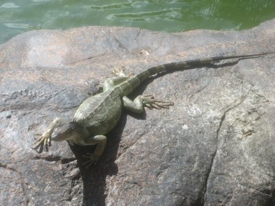 Iguana Near Hotel Pool