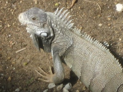 Resident Iguana