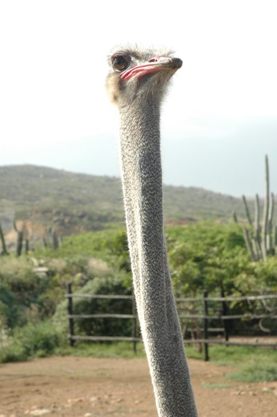 Ostrich