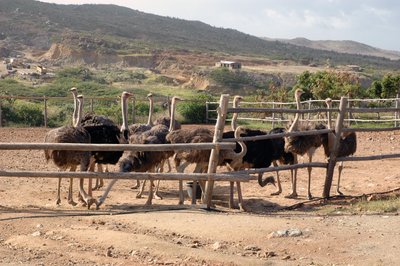 Ostrich Farm