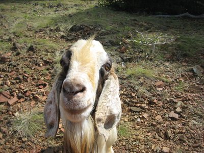 Curious Goat